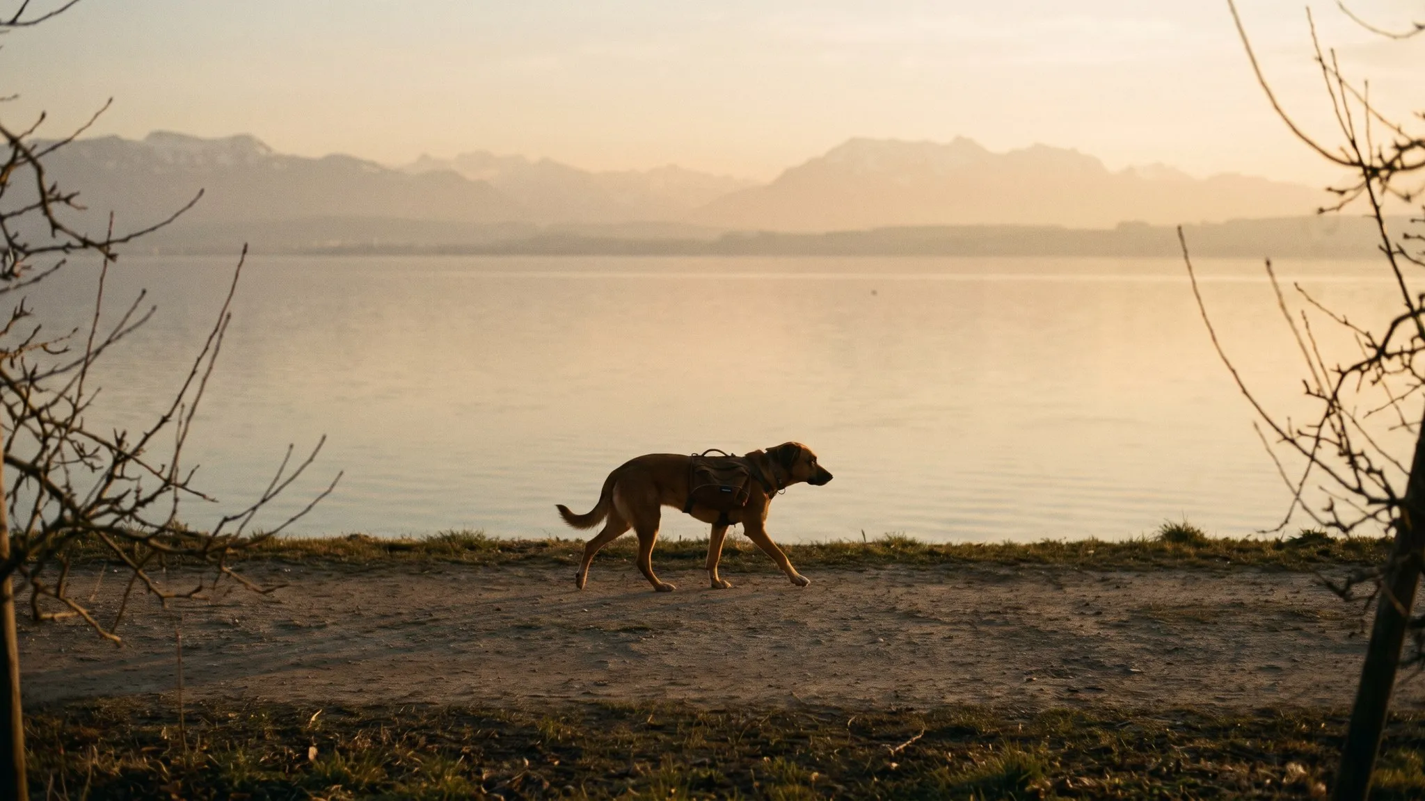 Urlaub mit Hund am Bodensee & in Oberschwaben — Australian Shepherd in der Landschaft