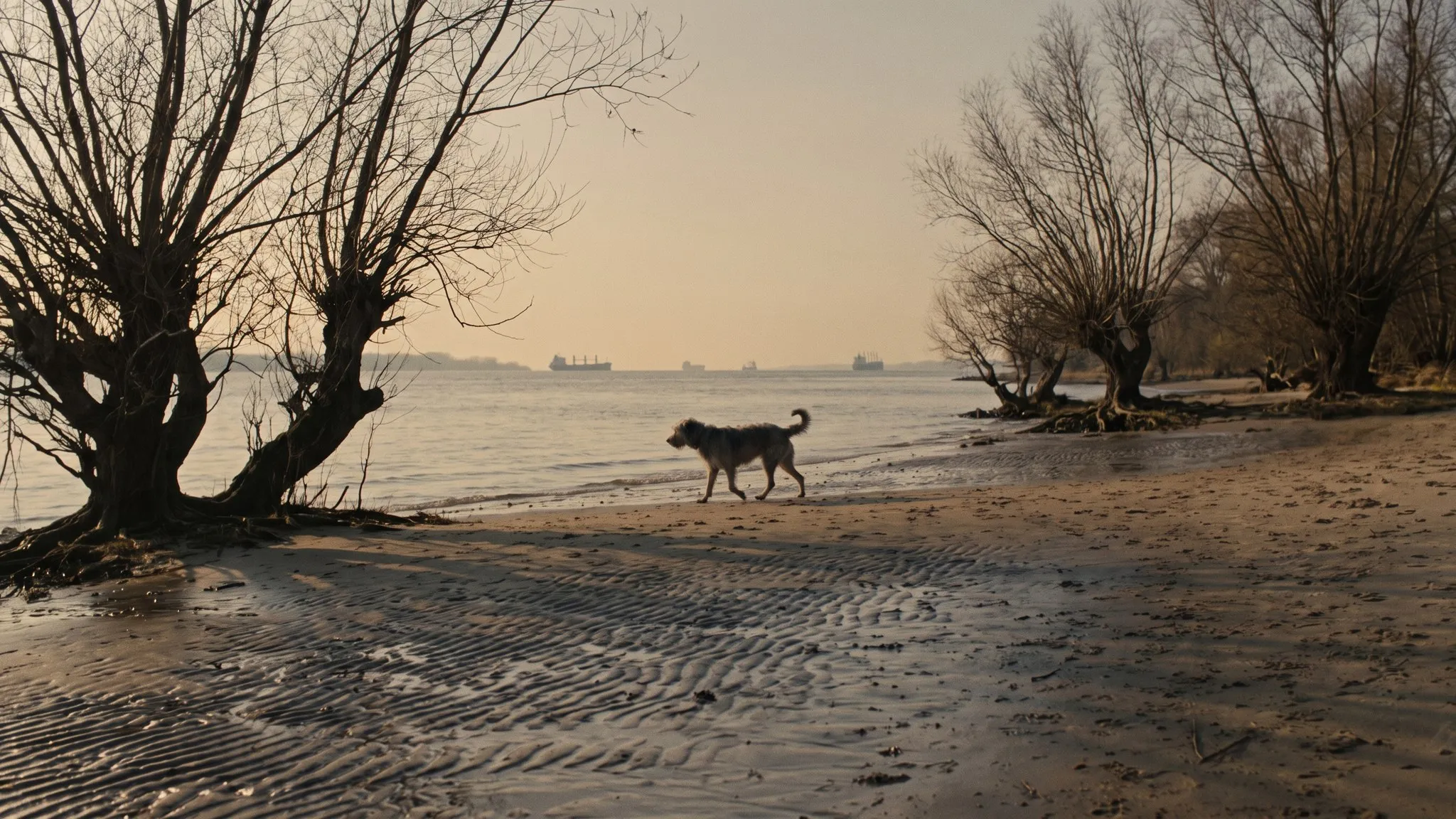 Urlaub mit Hund in Hamburg & Umland — Australian Shepherd in der Landschaft