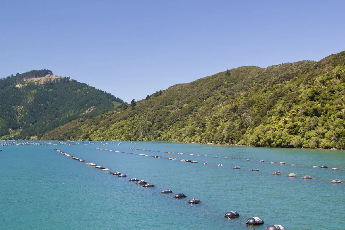 Muschelfarm mit Langleinen in den Marlborough Sounds, Neuseeland