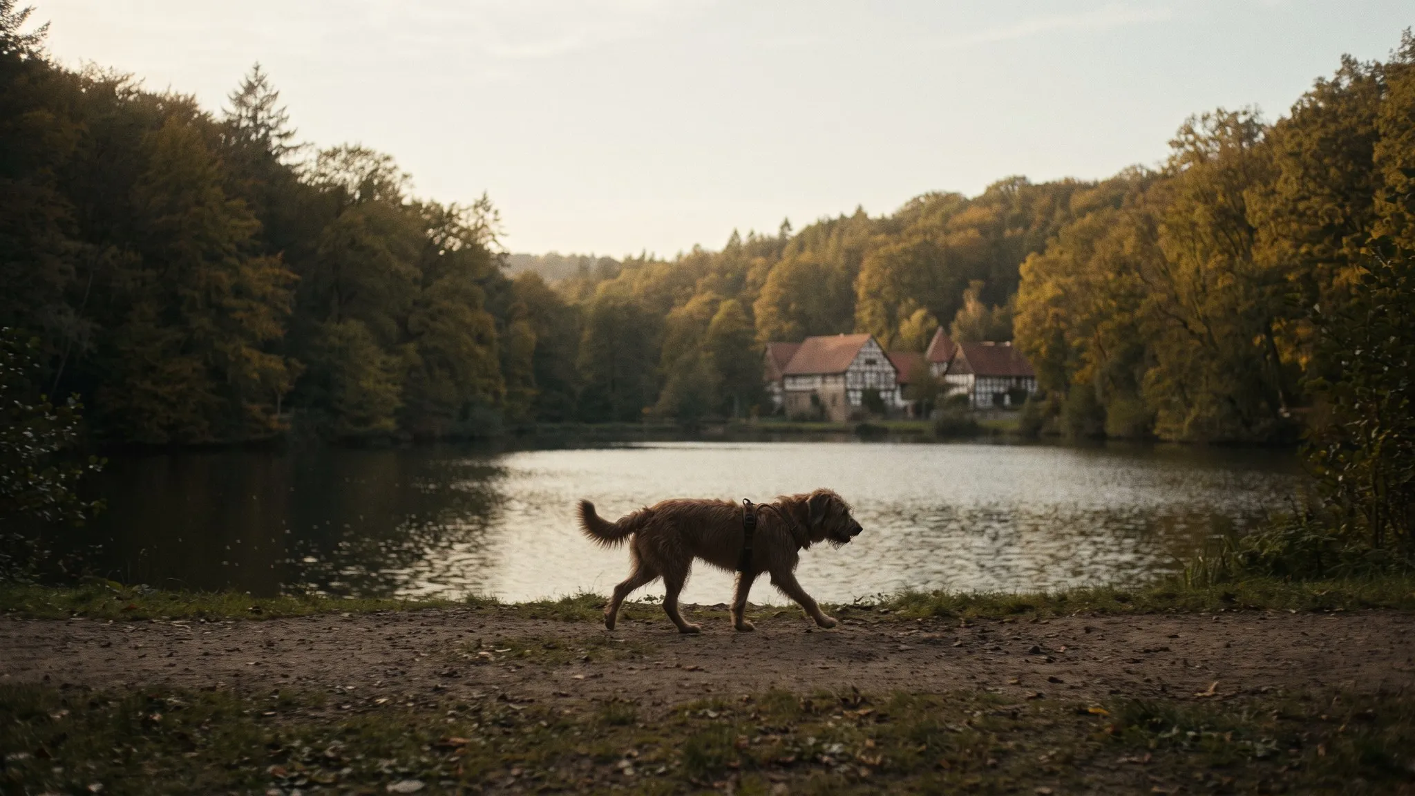 Urlaub mit Hund in Nordhessen — Australian Shepherd in der Landschaft
