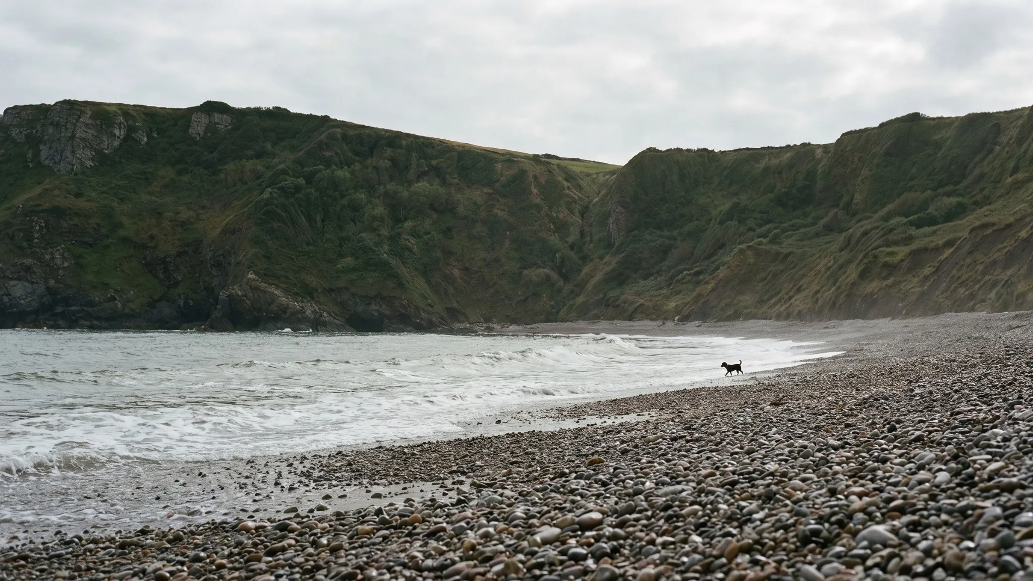 Urlaub mit Hund an der Ostsee in Mecklenburg-Vorpommern — Australian Shepherd in der Landschaft