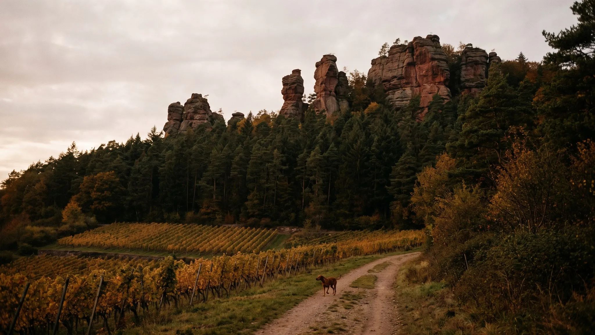 Urlaub mit Hund in der Pfalz & im Saarland — Australian Shepherd in der Landschaft