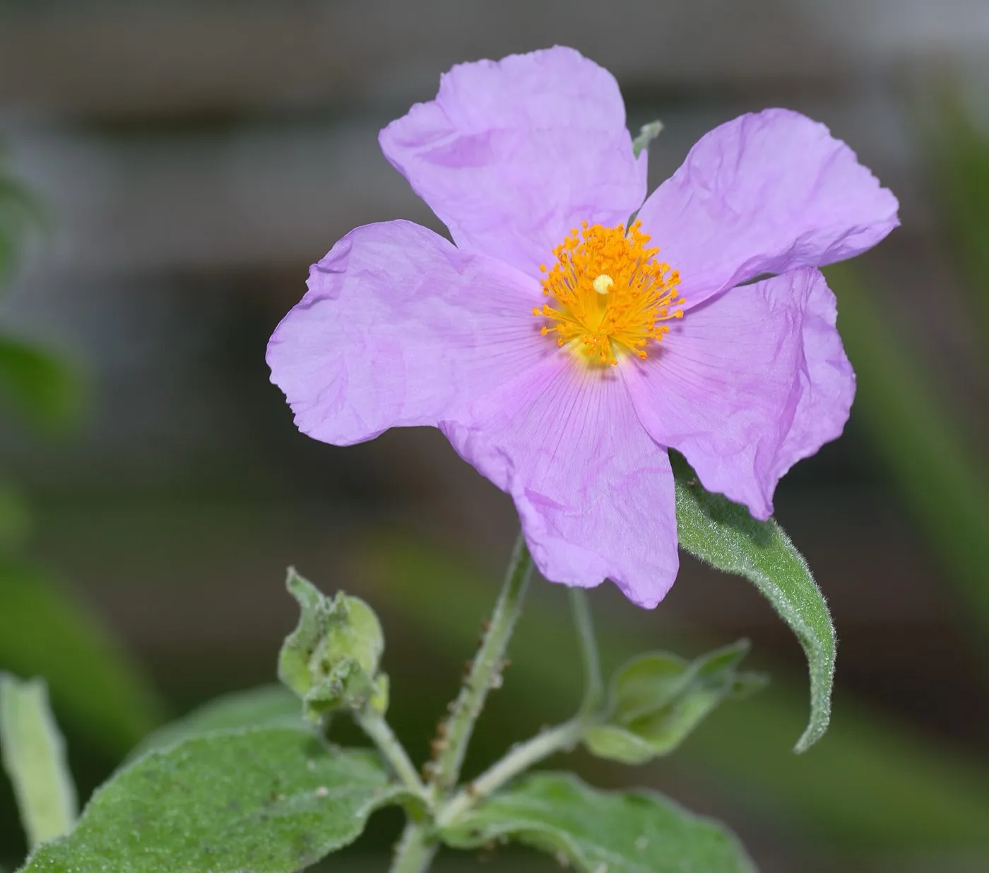 Blüte der Zistrose (Cistus incanus) — zartrosa Kronblätter mit leuchtend gelb-orangen Staubblättern in der Mitte